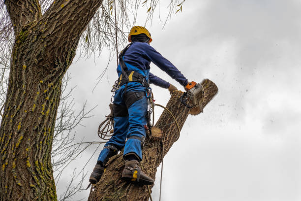 How Our Tree Care Process Works  in  Shrewsbury, PA