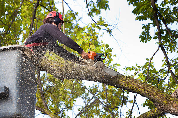 Lawn Renovation and Restoration in Shrewsbury, PA